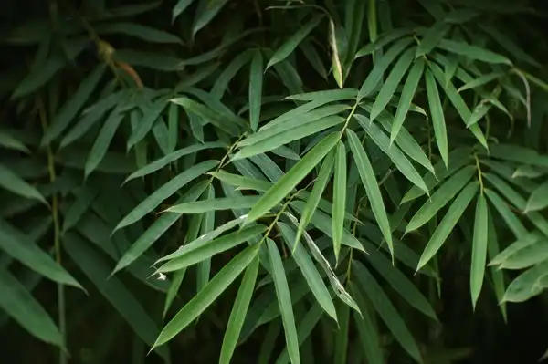 Bamboo Leaf Extract Extraction Technology Explained for Buyers